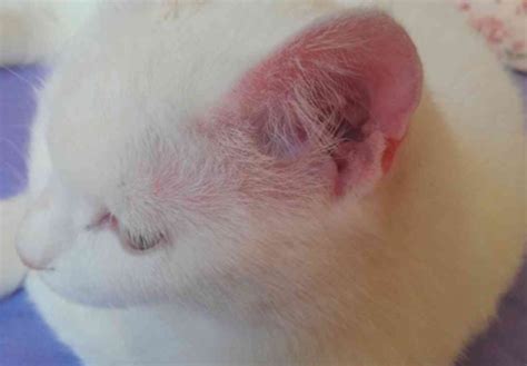 貓耳朵長痘痘 看過了